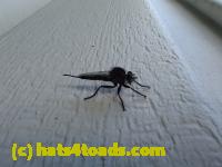 /home//u458753944/public_html/sourcegallery//Insects and small critters/flies (Diptera)/P7100962.JPG